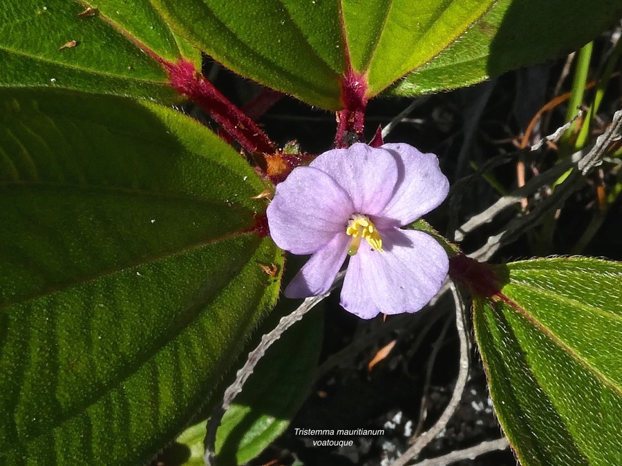 Tristemma mauritianum.voatouque.melastomataceae.indigène Réunion. P1015591