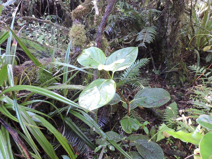 1 Mapou à grandes feuilles, Monimia rotundifolia  