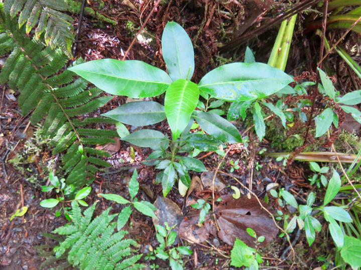 10. Melicope borbonica - Petit catafaille -  Rutacée