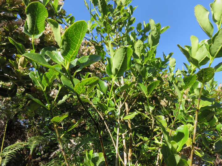 2. Geniostoma borbonicum - Bois de piment ou Bois de rat - Loganiaceae