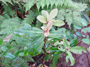 28. Badula grammisticta - Bois de savon -  Myrsinaceae - Endémique de la Réunion
