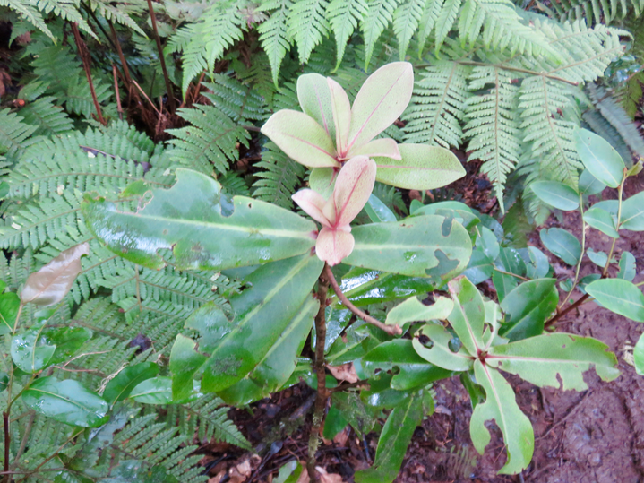 28. Badula grammisticta - Bois de savon -  Myrsinaceae - Endémique de la Réunion