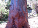 4. Le rouge tronc du Cryptomeria japonica (L. f.) D. Don - Cryptomeria - Cupressaceae - Exotique Japon