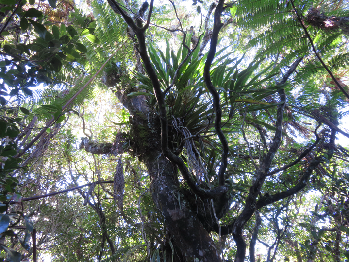 5. Sur un tronc de Weinmannia tinctoria - Tan rouge -CUNONIACEAE - endémique de la Réunion et de Maurice