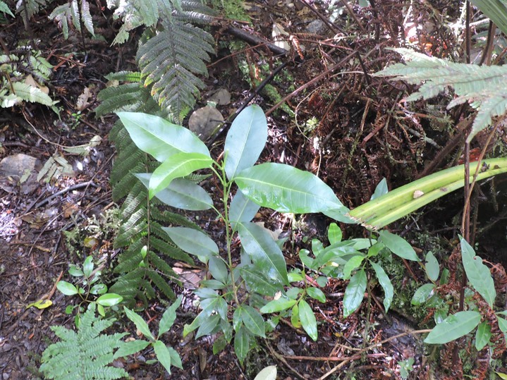 6 Catafaille patte poule, Melicope obtusifolia 