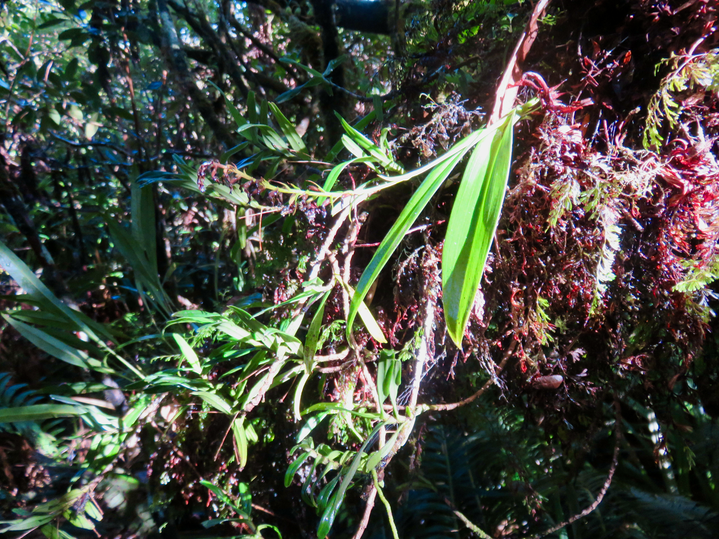 7. Floraison passée de Benthamia nigrescens  - - Orchidaceae - Indigène Réunion
