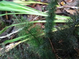 Abrodictyum meifolium - HYMENOPHYLLACEAE - Indigène Réunion - DSC01465