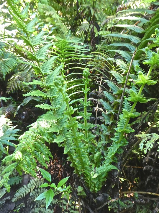 Alsophila borbonica.Cyathea borbonica .cyatheaceae.Fanjan mâle .jeunes frondes.P1790675