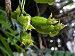 ?? Angraecum obversifolium. orchidaceae.endémique Réunion.P1790965