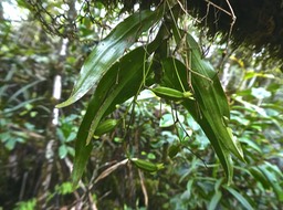  ?? Angraecum obversifolium .orchidaceae. endémique Réunion P1790938