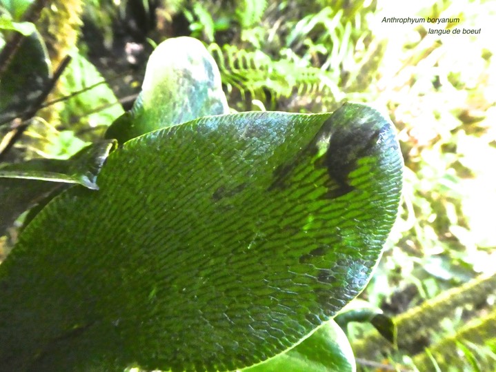Anthrophyum boryanum. fougère langue de boeuf.( réseau de nervures , face supérieure de la fronde) .pteridaceae.indigène Réunion.P1790617