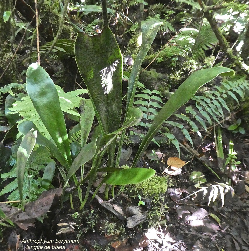 Anthrophyum boryanum.fougère langue de boeuf.pteridaceae.indigène Réunion. P1790682