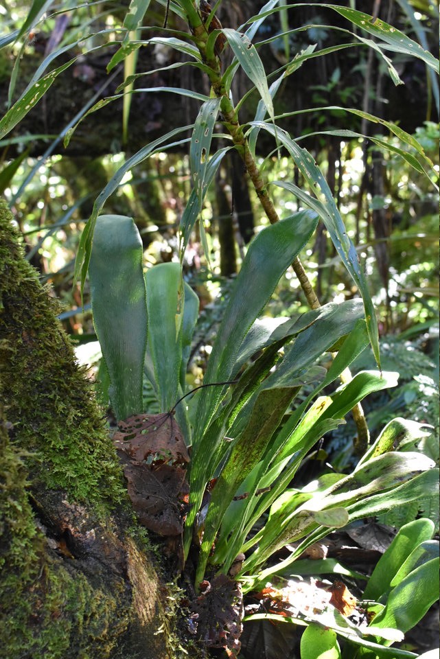 Antrophyum boryanum - Langue de boeuf - PTERIDACEAE - Indigène Réunion, Maurice - MAB_7743