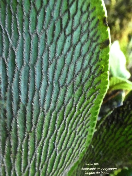 Antrophyum boryanum. fougère langue de boeuf .(,face inférieure de la fronde) pteridaceae.indigène Réunion.sores en relief P1790621