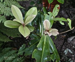 Badula grammisticta.bois de savon.primulaceae.endémique Réunion.P1790926