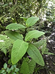 Bertiera borbonica .bois de raisin .rubiaceae.endémique RéunionP1790654