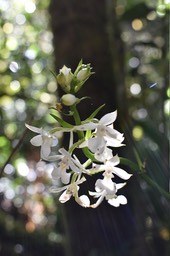 Calanthe sylvatica - EPIDENDROIDEAE - Indigène Réunion 