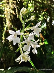 Calanthe sylvatica .orchidaceae. indigène Réunion.IMG_8230