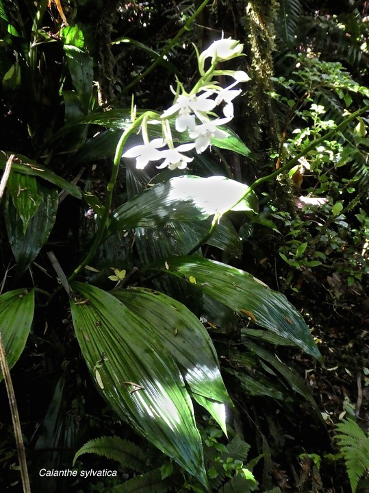 Calanthe sylvatica .orchidaceae.indigène Réunion .P1790696