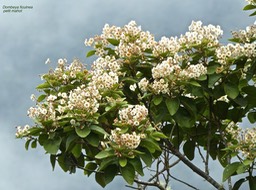 Dombeya ficulnea.petit mahot.malvaceae.endémique Réunion;P1800041