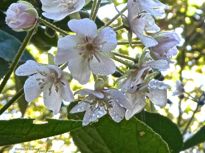 Dombeya ficulnea.petit mahot.malvaceae. endémique Réunion.P1790526