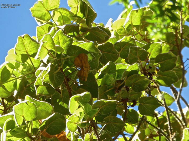 Dombeya pilosa.mahot blanc.malvaceae. endémique Réunion P1790671