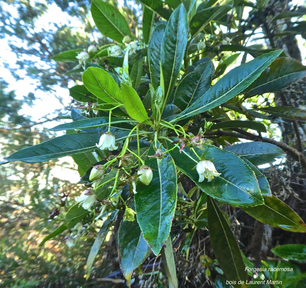 Forgesia racemosa .bois de Laurent Martin .escallonaceae.endémique Réunion.P1790549