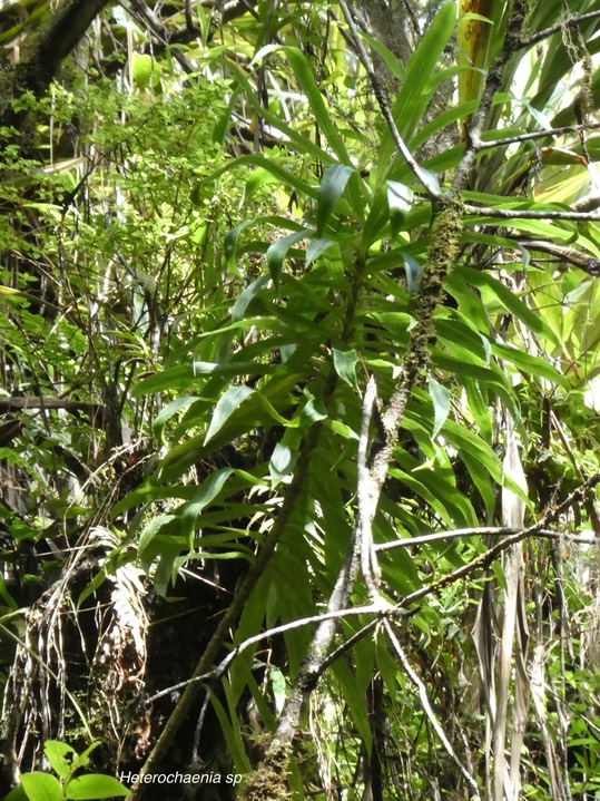 Heterochaenia sp .campanulaceae.endémique Réunion.P1790739