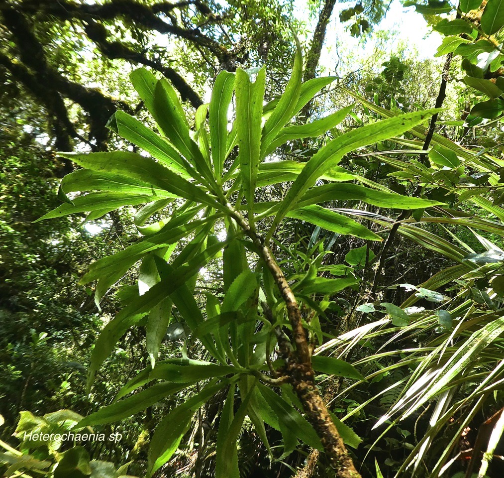 Heterochaenia sp .campanulaceae.endémique Réunion.P1790783