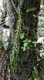 Huperzia sp .lycopodiaceae.P1790599