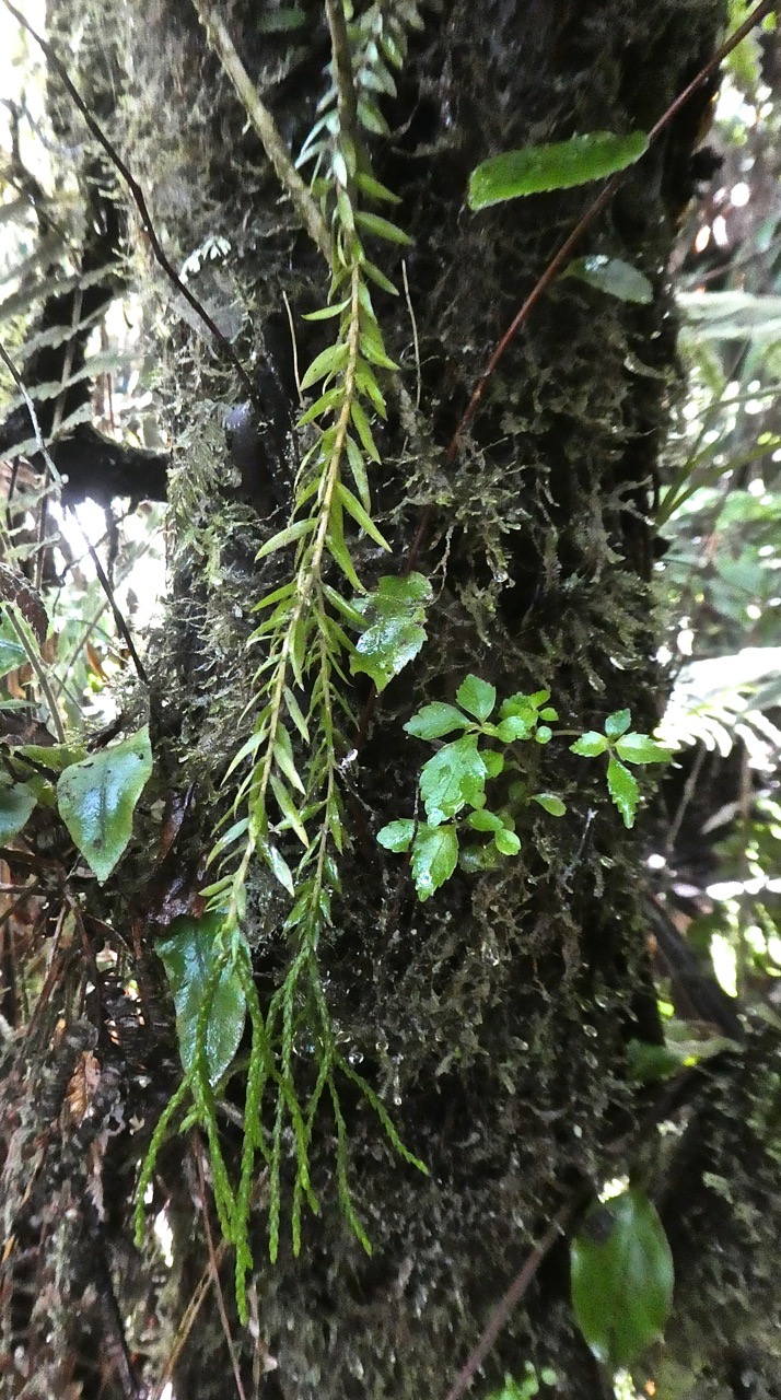 Huperzia sp .lycopodiaceae.P1790599