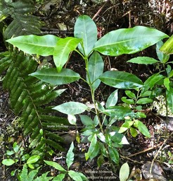 Melicope borbonica .petit bois de catafaille .rutaceae.endémique Réunion.P1790650