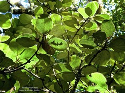 Monimia rotundifolia.mapou à grandes feuilles.monimiaceae.endémique Réunion.P1790667
