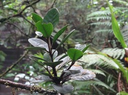 Turraea cadetii - Bois de quivi - MELIACEAE - Endémique Réunion - DSC01451