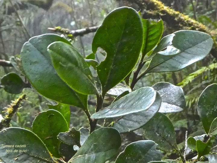 Turraea cadetii .bois de quivi .meliaceae.endémique Réunion. P1790906