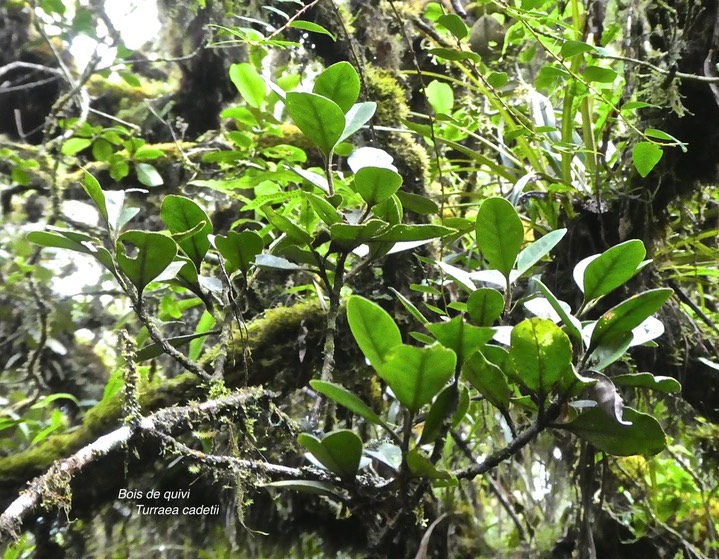 Turraea cadetii. bois de quivi. meliaceae.endémique Réunion ;P1790889
