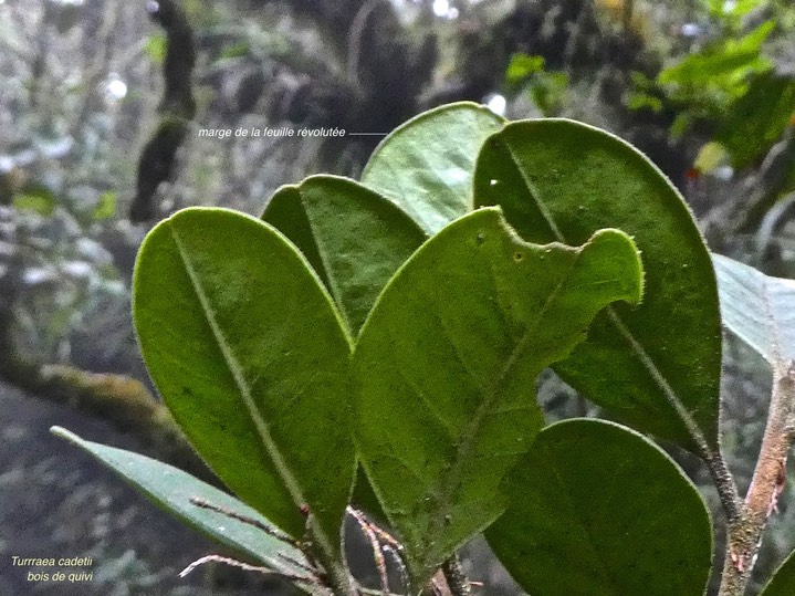Turraea cadetii.bois de quivi.(marge des feuiiles révolutée )meliaceae.endémique Réunion.P1790899
