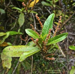 Acalypha integrifolia. bois de violon .(avec inflorescences mâles )euphorbiaceae.P1004410