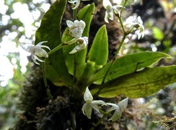 Angraecum cordemoyi. orchidaceae.endémique Réunion.P1004129