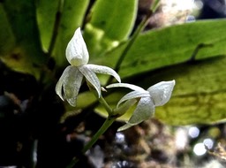 Angraecum cordemoyi. orchidaceae .endémique Réunion.P1004133
