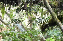 Angraecum expansum -EPIDENDROIDEAE - Indigène Réunion 