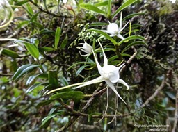 Angraecum expansum. petit faham.orchidaceae.endémique Réunion Maurice.P1004630
