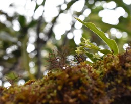 Angraecum obversifolium ? - EPIDENDROIDEAE - Indigène Réunion