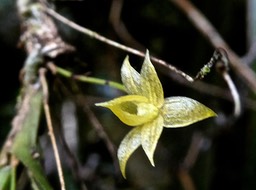Angraecum obversifolium . orchidaceae .indigène Réunion.P1004160