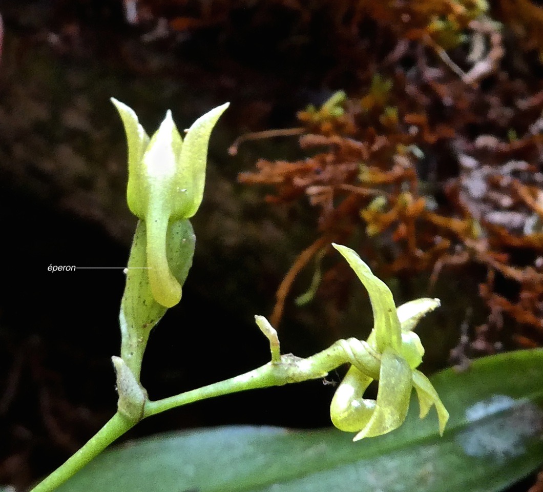 Angraecum obversifolium .( multiflorum ? )orchidaceae.indigène Réunion.P1004675