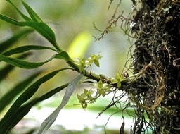 Angraecum obversifolium.orchidaceae.indigène Réunion.P1004125
