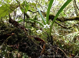 Angraecum striatum.orchidaceae.endémique Réunion.P1004638