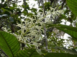 Bertiera rufa.bois de raisin. rubiaceae.endémique Réunion.P1004377
