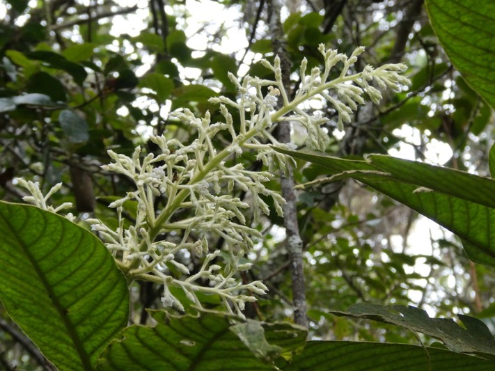 Bertiera rufa.bois de raisin. rubiaceae.endémique Réunion.P1004377