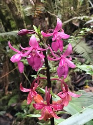 Calanthe sylvatica .orchidaceae.indigène Réunion.IMG_5536